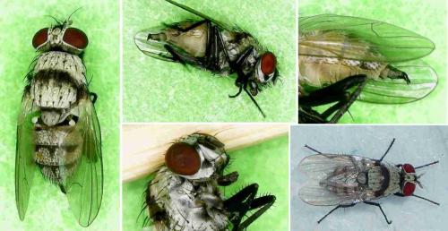 Anthomyia illocata